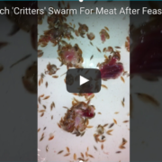Screenshot 2017-08-09_12-15-21 Head Lice and Sea Lice are similiar