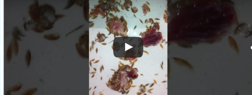 Head Lice and Sea Lice are similiar